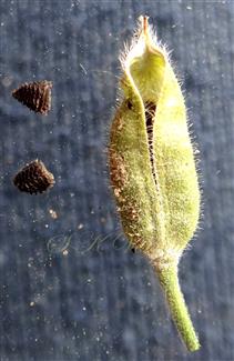 Follicle and 2 seeds